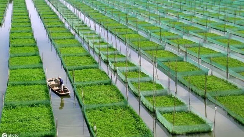 绿色食品认证补贴流程步骤全解析