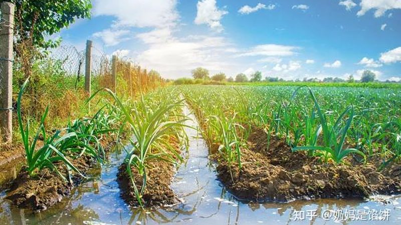 绿色食品认证的优势主要体现在以下几个方面：
