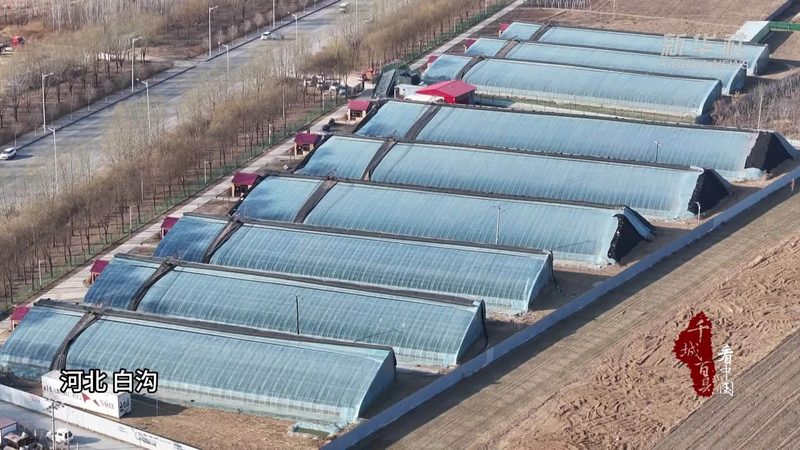 广州番禺区农产品批发档口选择